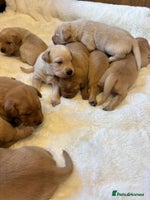 Labrador Retriever dogs KC REGISTERED DNA TESTED LABRADOR PUPPIES - Advert 15