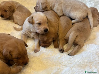 Labrador Retriever dogs - Advert 3