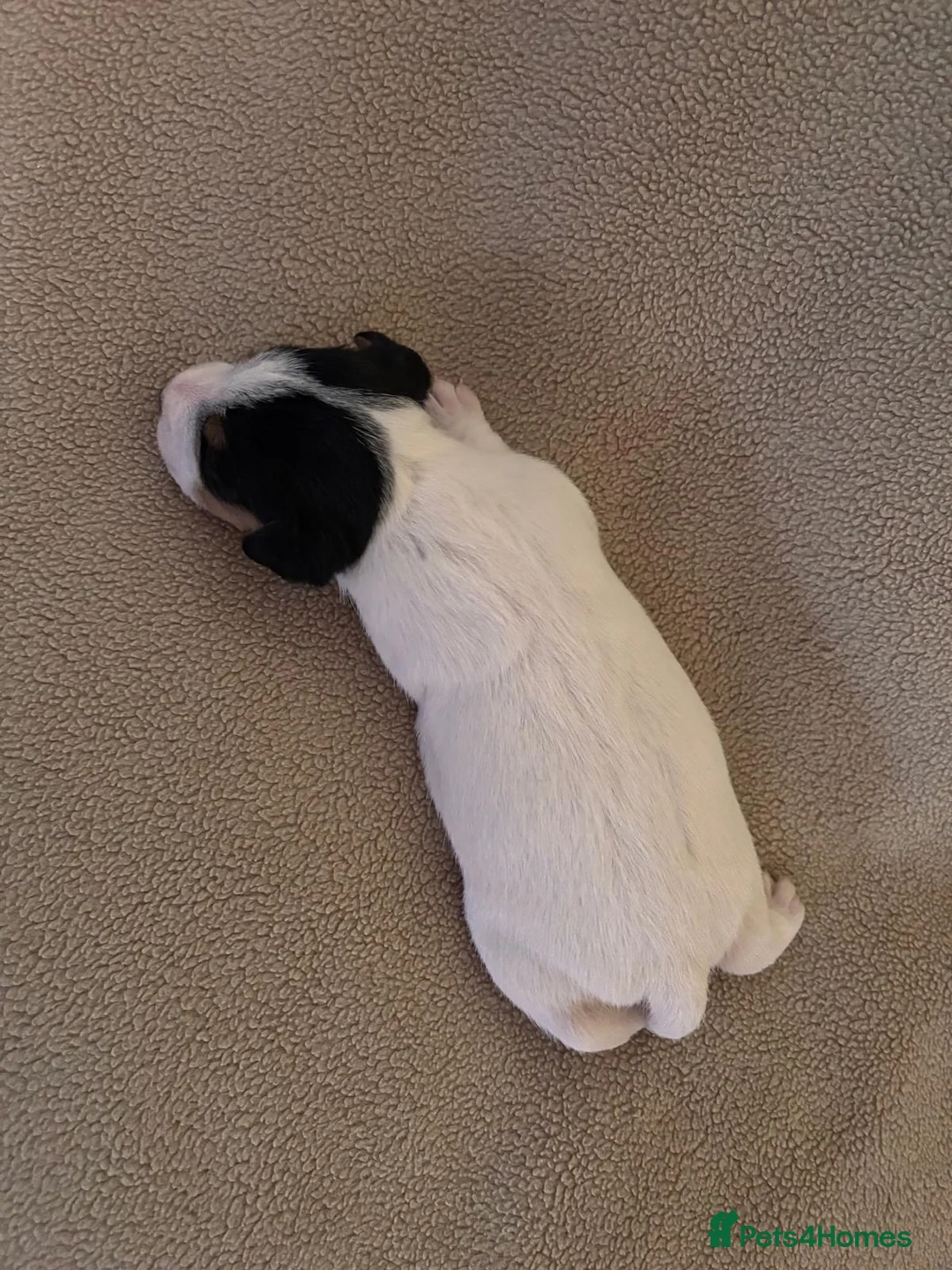 Mixed Breed dogs for sale: Working line Patterdale x parson Russel terriers  - Advert 2