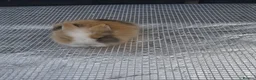 Lionhead rabbits for sale: Lionhead  - Advert 6
