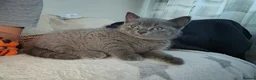 British Shorthair cats for sale: X2 Female British shorthair kittens  in Goole - Advert 3