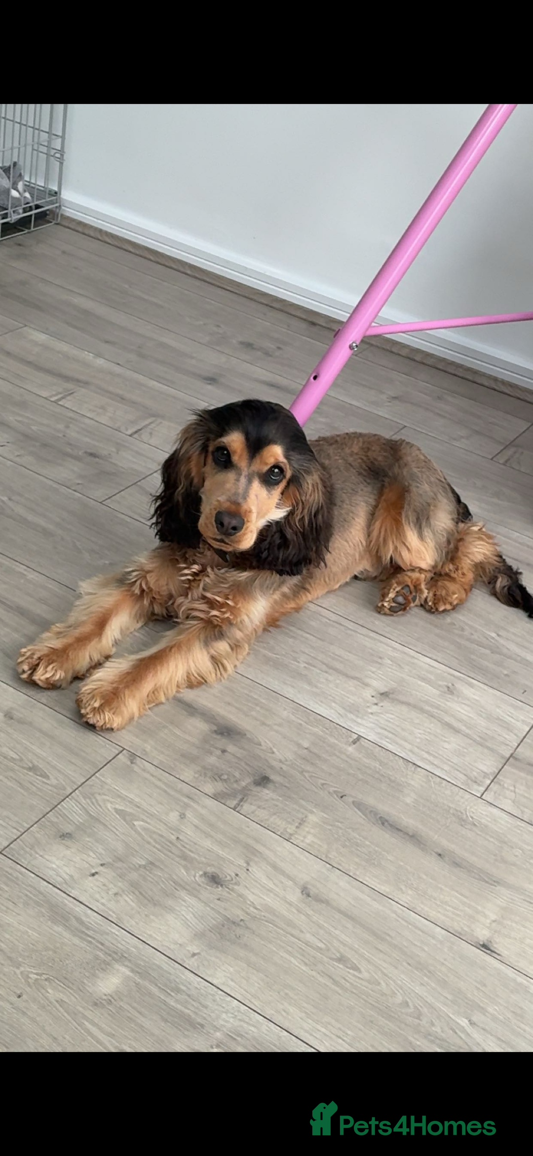 American Cocker Spaniel dogs for stud: 👑 PRINCE 👑  - Image 3