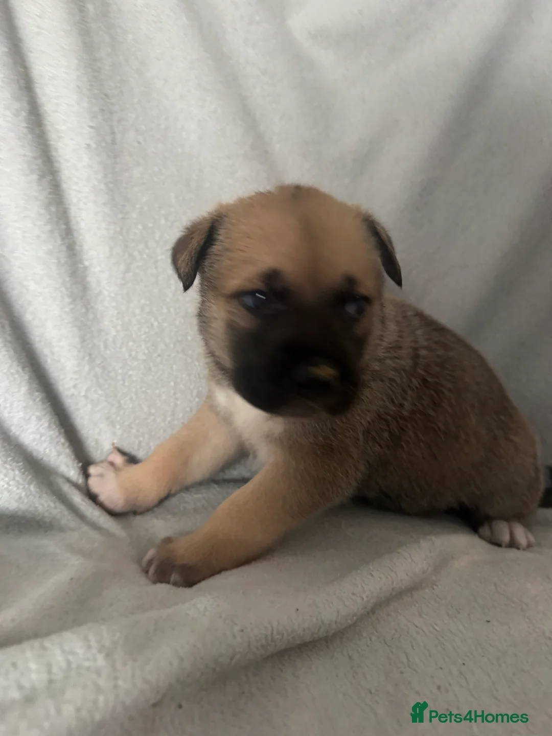 Mixed Breed dogs for sale: Akita cross  - Advert 6