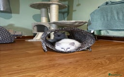 Ragdoll cats for sale: Adorable ragdoll kittens - Image 22