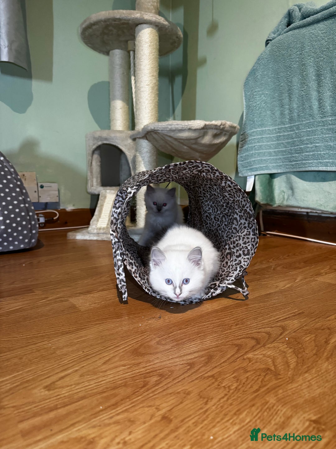 Ragdoll cats for sale: Adorable ragdoll kittens - Image 22