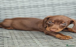 Miniature Dachshund dogs for sale: Miniature dachshund pups - Image 3