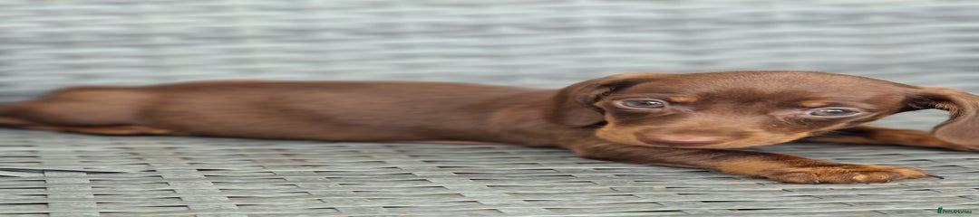 Miniature Dachshund Puppy 1