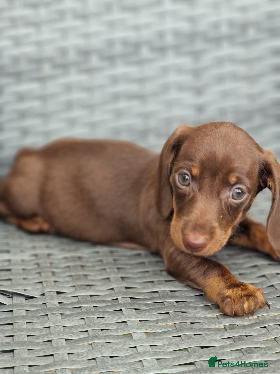 Miniature Dachshund dogs for sale: Miniature dachshund pups - Image 3
