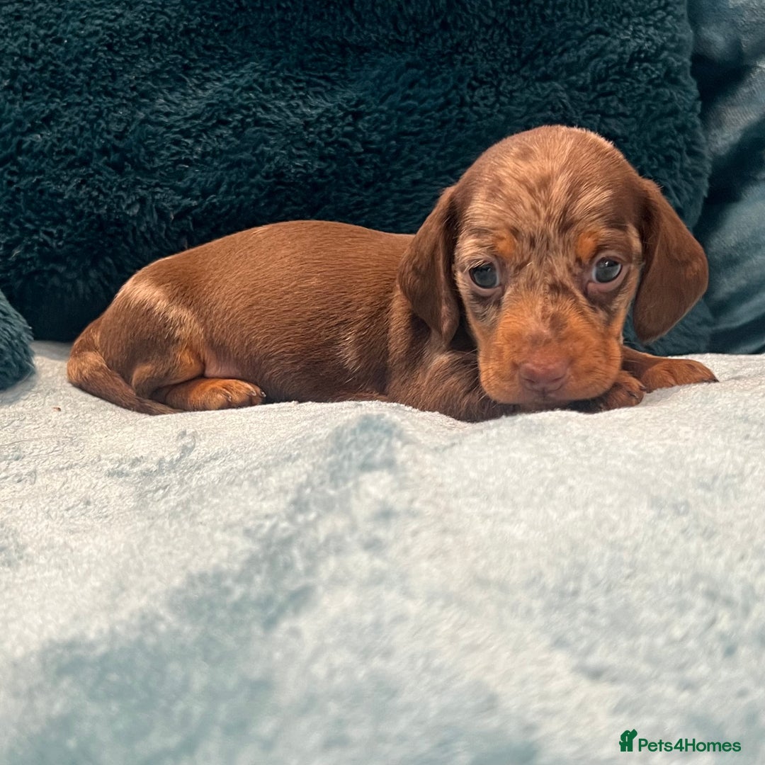 Miniature Dachshund dogs for sale: Stunning kc reg miniature dachshunds  - Image 12