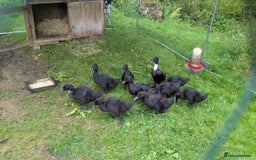 Ducks poultry for sale: Cayuga ducklings for sale - Image 1