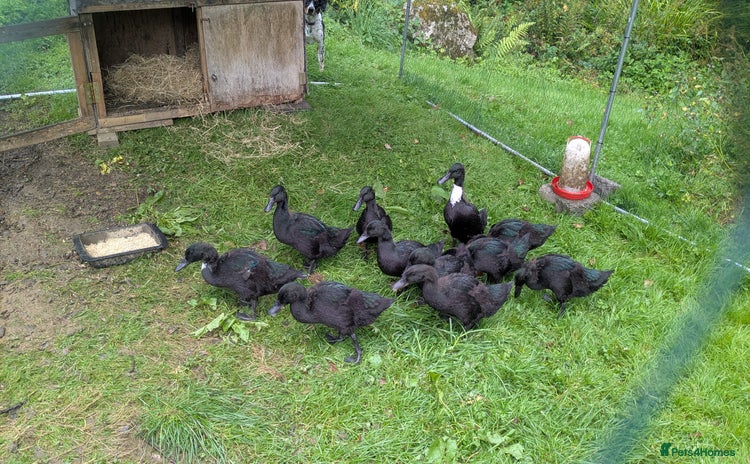 Ducks poultry - Advert 1