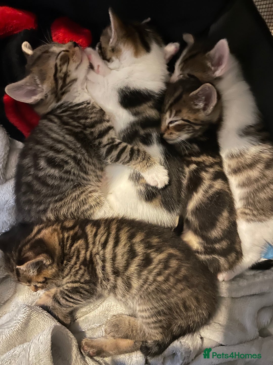 Mixed Breed cats for sale: 5 Fluffy furs to find new lovely houses  - Advert 9