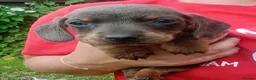 Miniature Dachshund dogs for sale: True Miniature dachshund last boy last girl  - Advert 9
