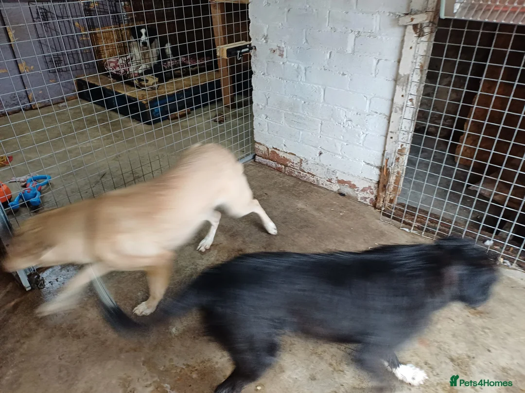 Mixed Breed dogs for adoption: 🐾 CANDY 🍯 A Gentle Soul Learning to Trust Again - Advert 6