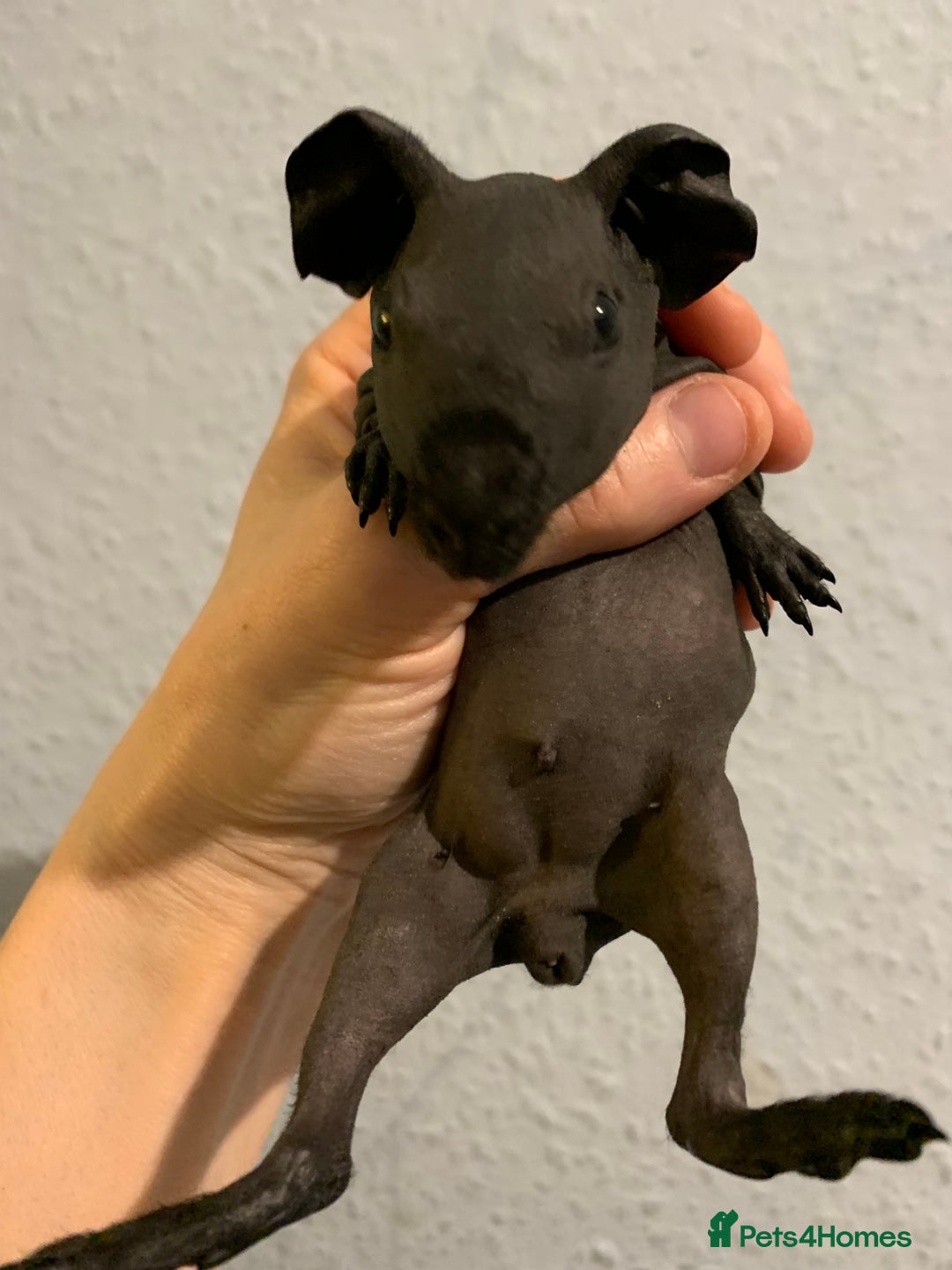 Guinea Pig rodents for sale: Skinny pigs and Skinny Pig Carriers - Advert 16