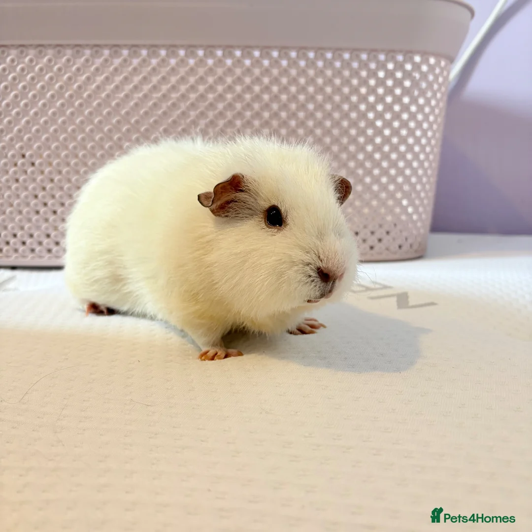 Guinea Pig rodents for sale: Beautiful girl Guniea pig - Advert 1