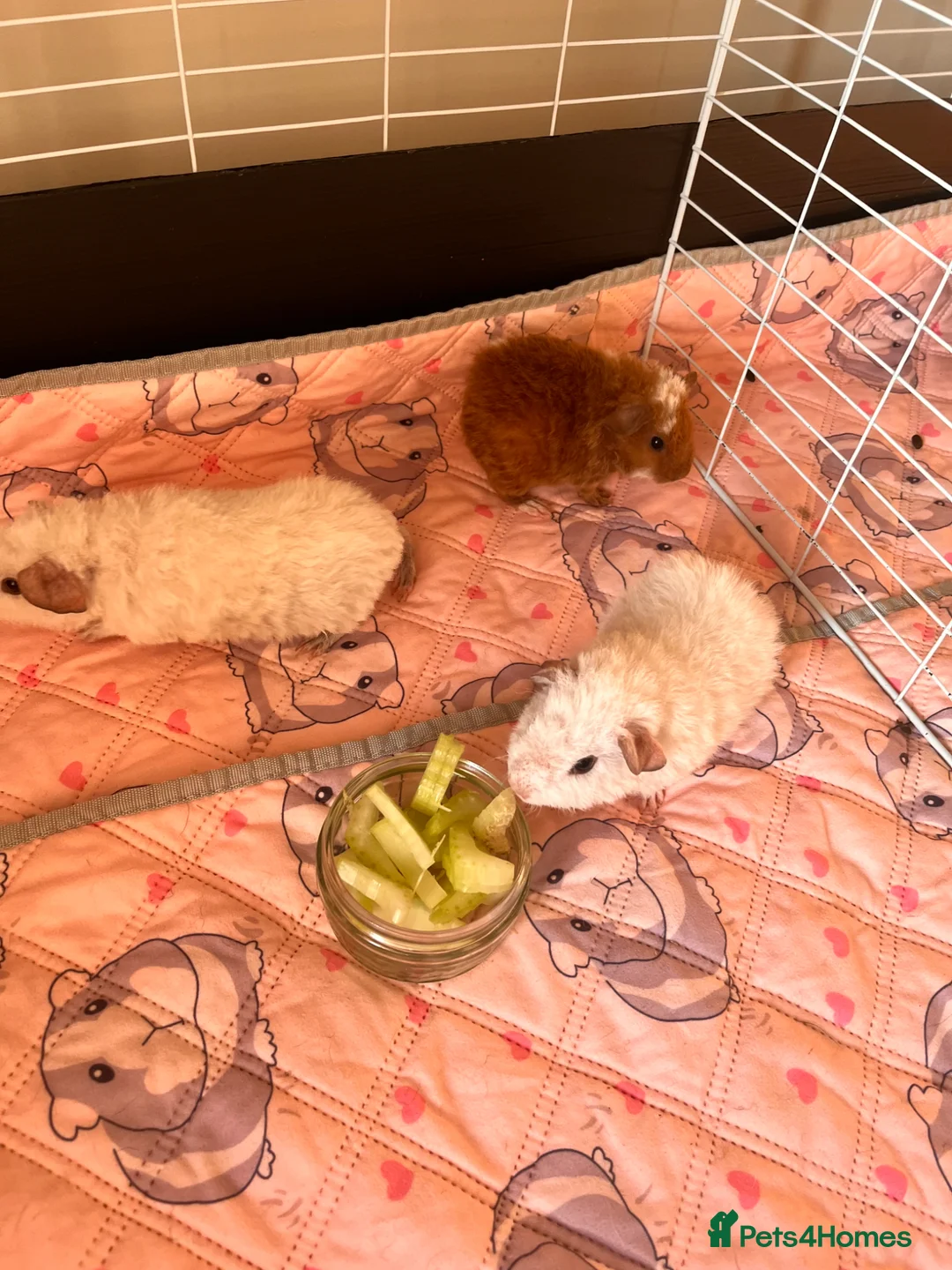 Guinea Pig rodents for sale: 3 male Teddy Guinea pigs  - Advert 2