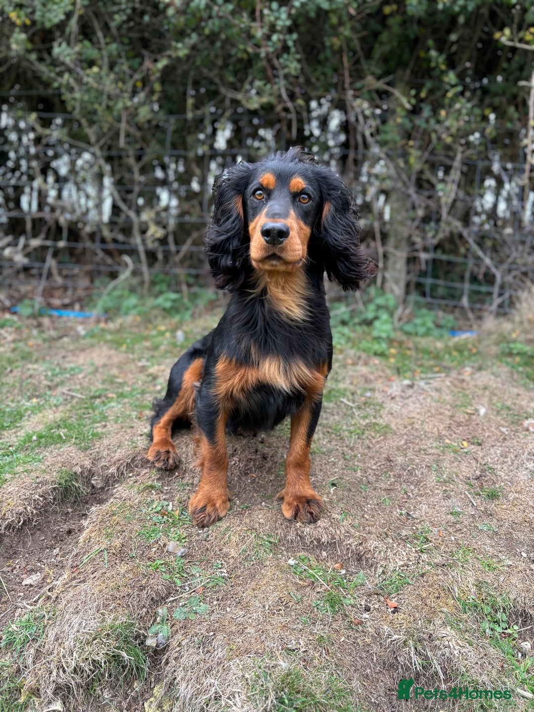 Cocker Spaniel dogs for stud: Working Cocker - For Stud - Advert 3