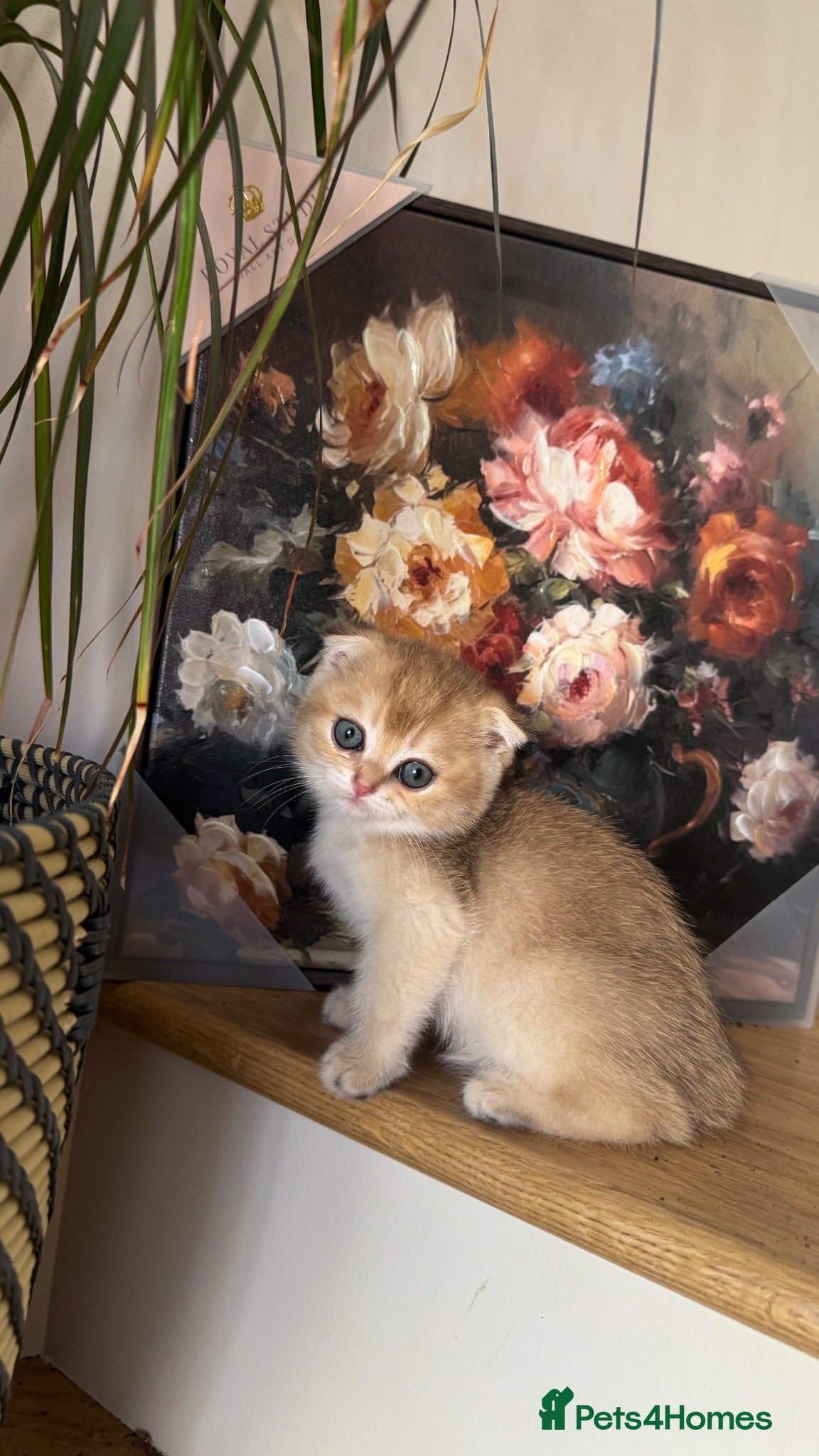 British Shorthair cats Scottish golden chinchilla ready for new homes  - Advert 2