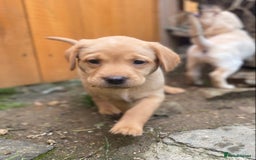 Labrador Retriever dogs for sale: Stunning Labrador Puppies - Image 5