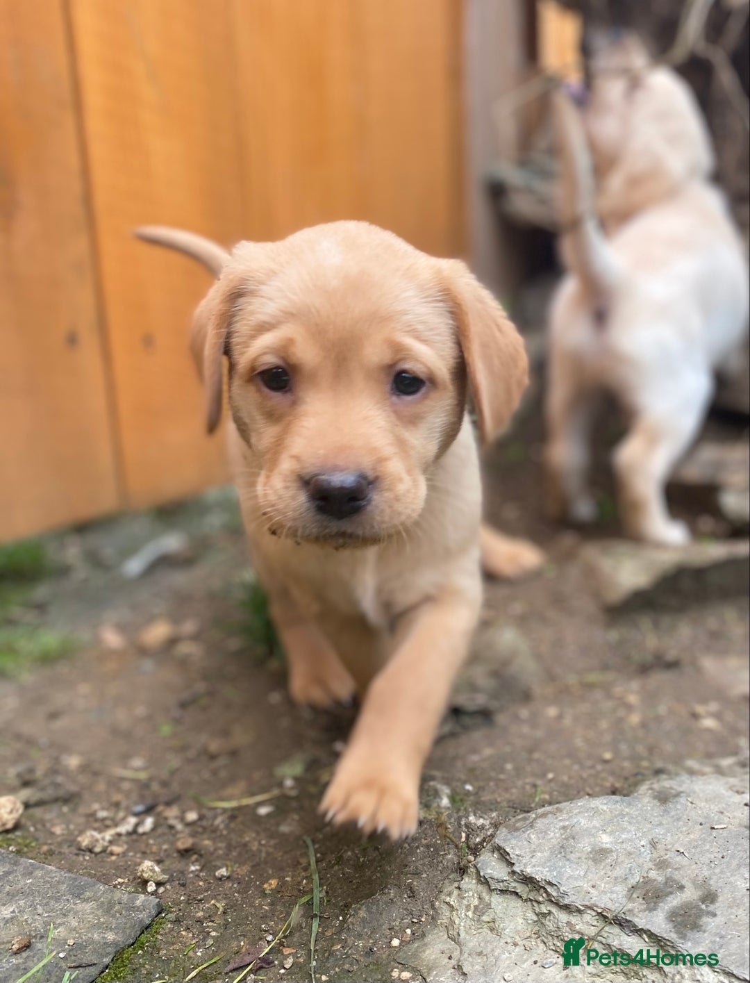 Labrador Retriever dogs for sale: Stunning Labrador Puppies - Image 5