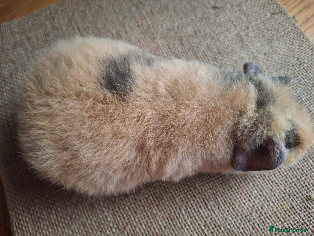 Guinea Pig rodents for sale: Teddy baby boars brothers  - Advert 8