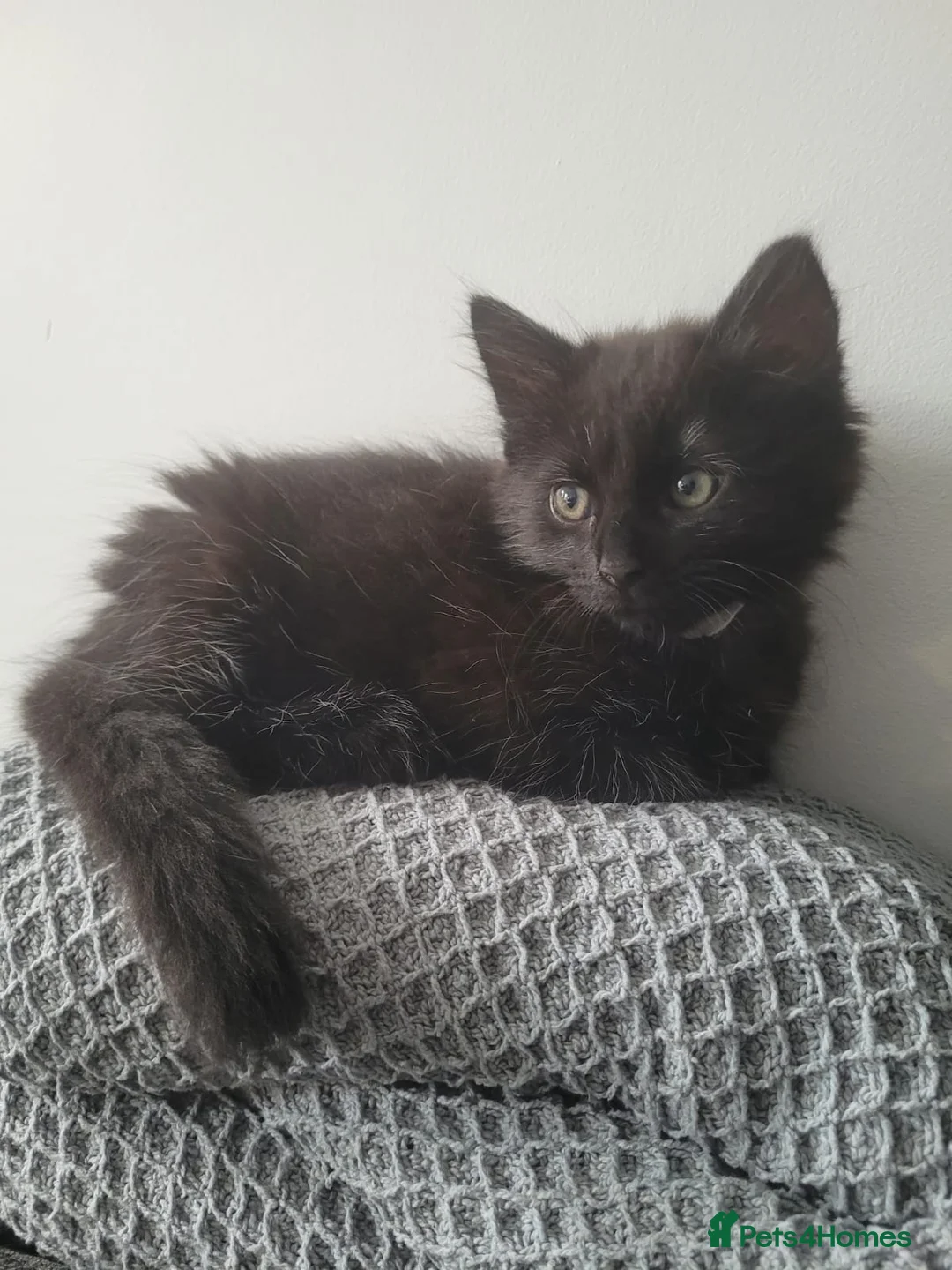 British Longhair cats for sale: BLACK FLUFFY KITTEN (READY NOW) - Advert 4