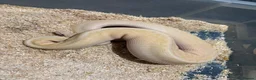 Python Snake reptiles for sale: Royal pythons  - Advert 21