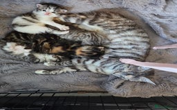 Mixed Breed cats for sale: Mixed colour tabby kittens - Image 10