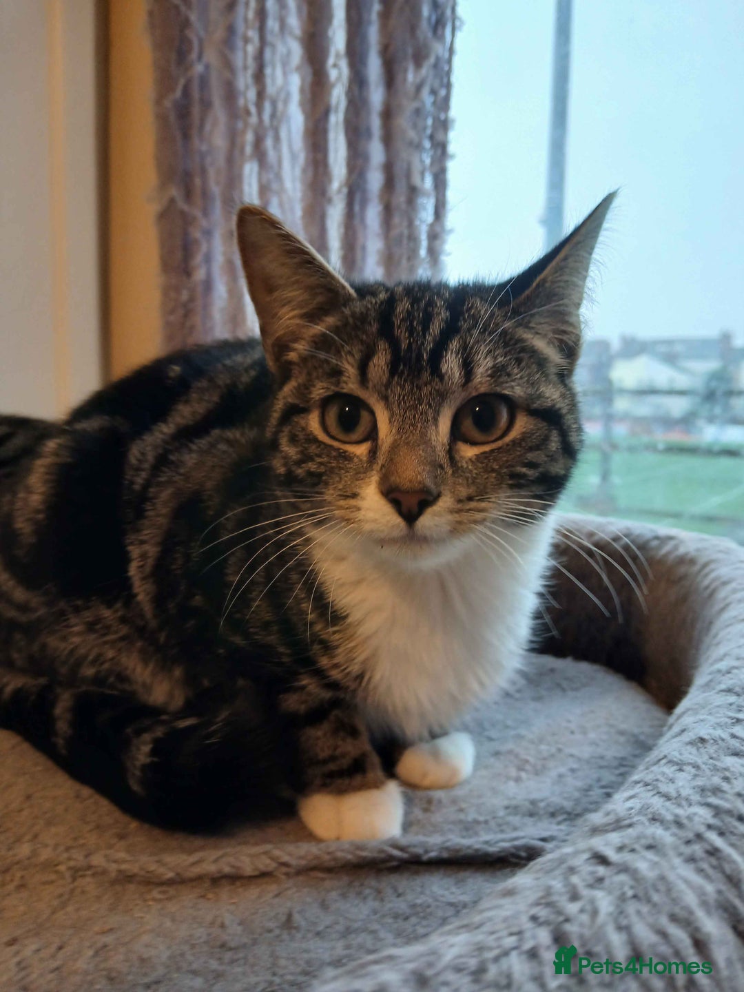 Domestic Shorthair cats for adoption: ADOPTION - Newt - Advert 3