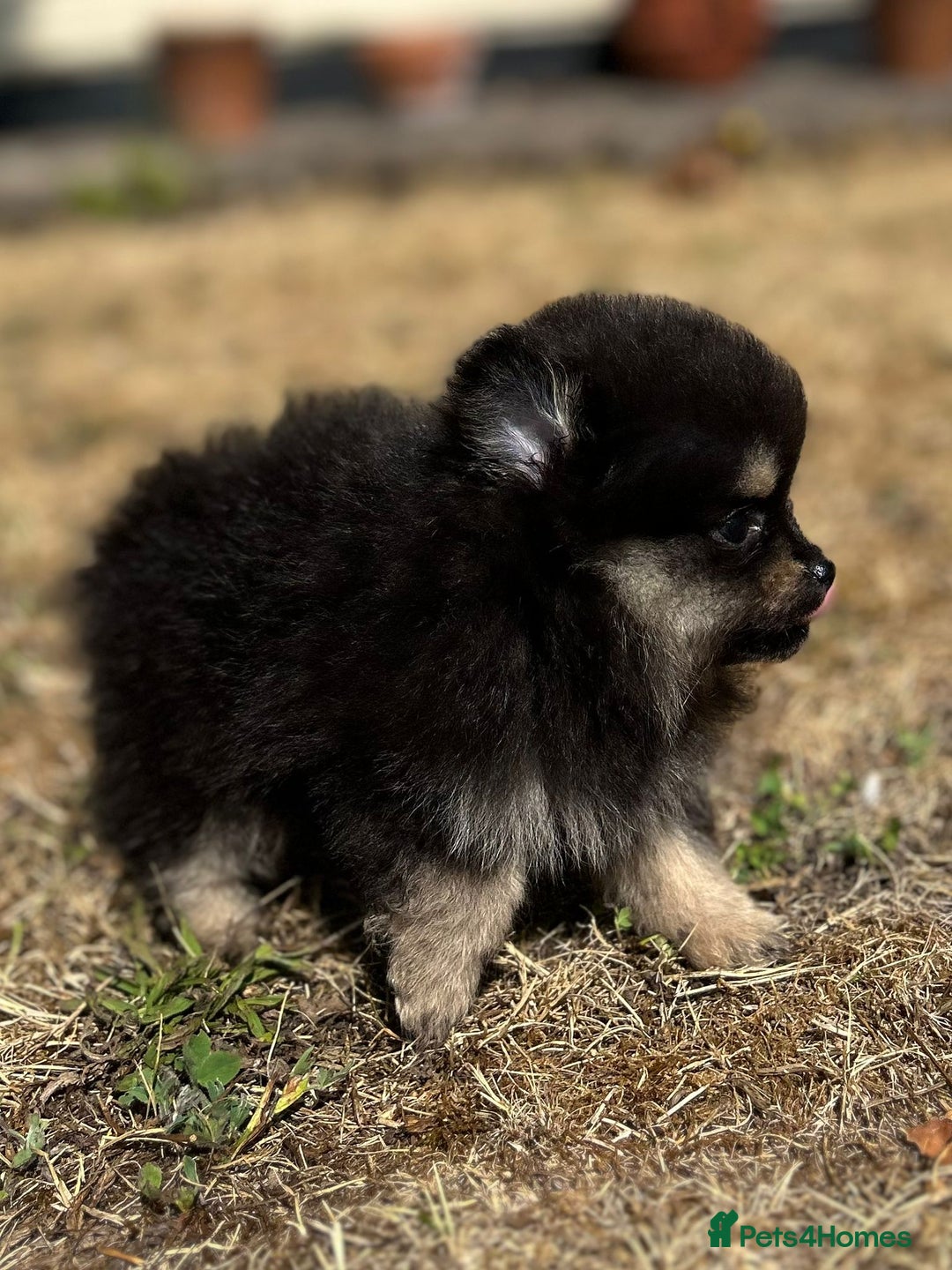Pomeranian dogs for sale: 3 Little Girls Looking for Love! - Image 21
