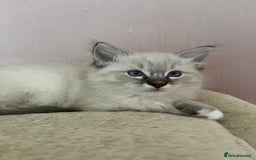 Ragdoll cats for sale: Ragdoll Kittens - Image 7