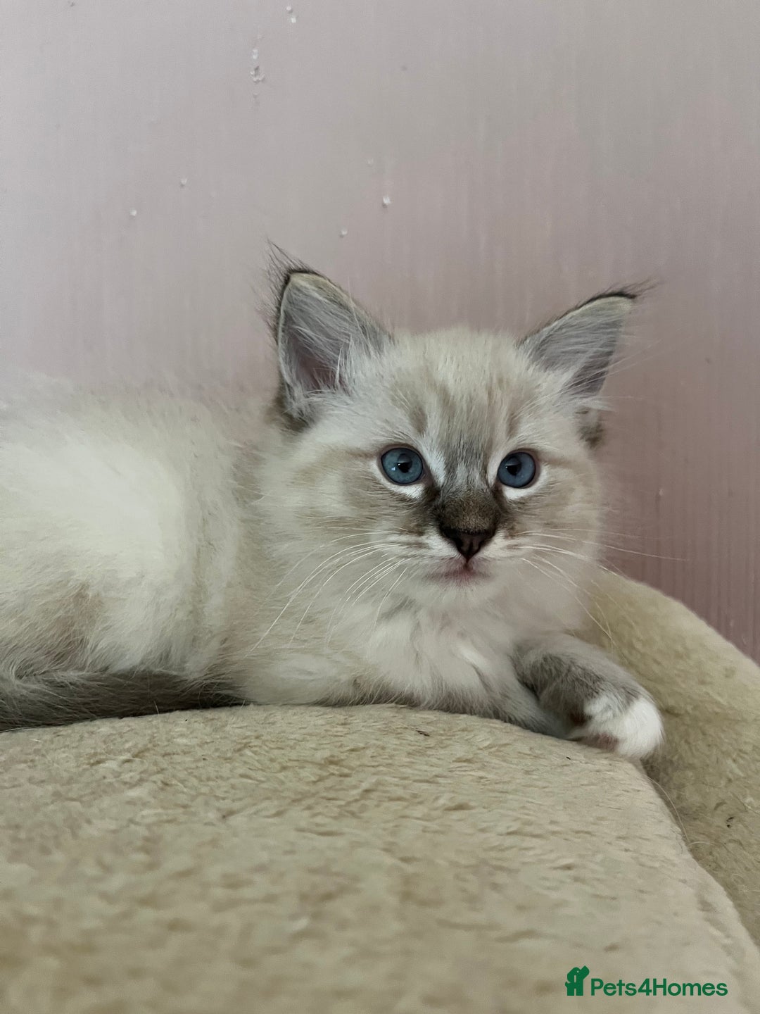Ragdoll cats for sale: Ragdoll Kittens - Image 7