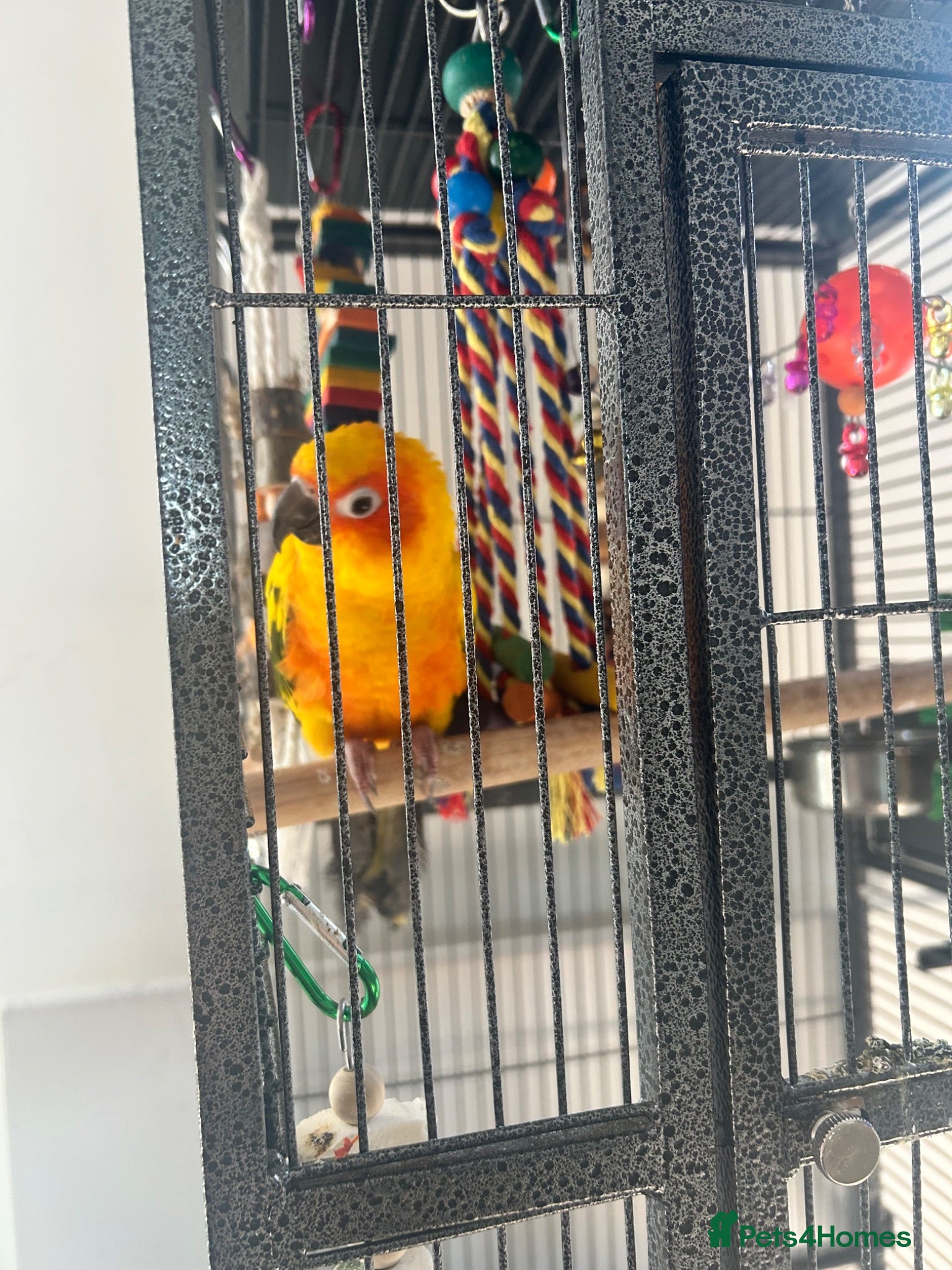 Parakeets birds Sun conure  - Advert 1