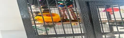 Parakeets birds for sale: Sun conure  - Advert 1