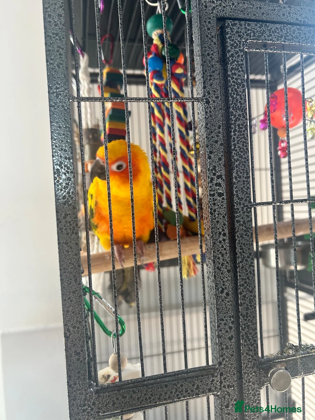 Parakeets birds for sale: Sun conure  - Advert 1