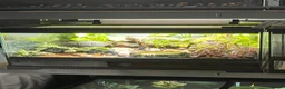 Gecko reptiles for sale: Dart Frog exo terra pro  - Advert 3