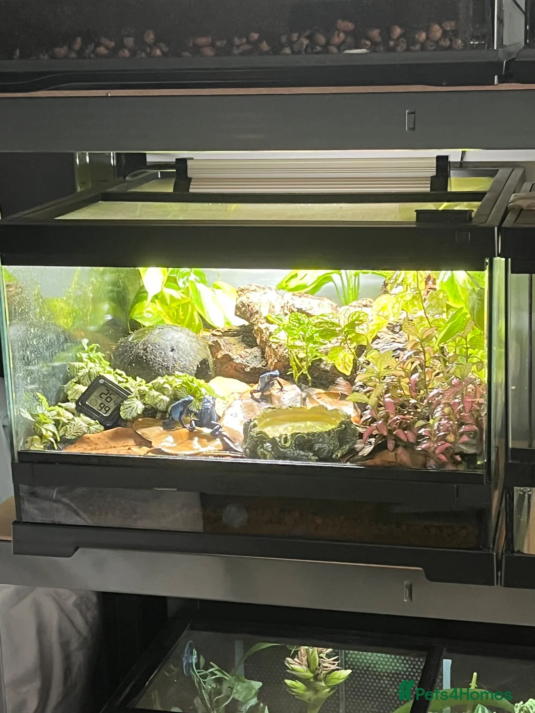 Gecko reptiles for sale: Dart Frog exo terra pro  - Advert 3