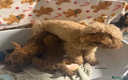 Miniature Poodle dogs for sale: Puppy  - Image 8