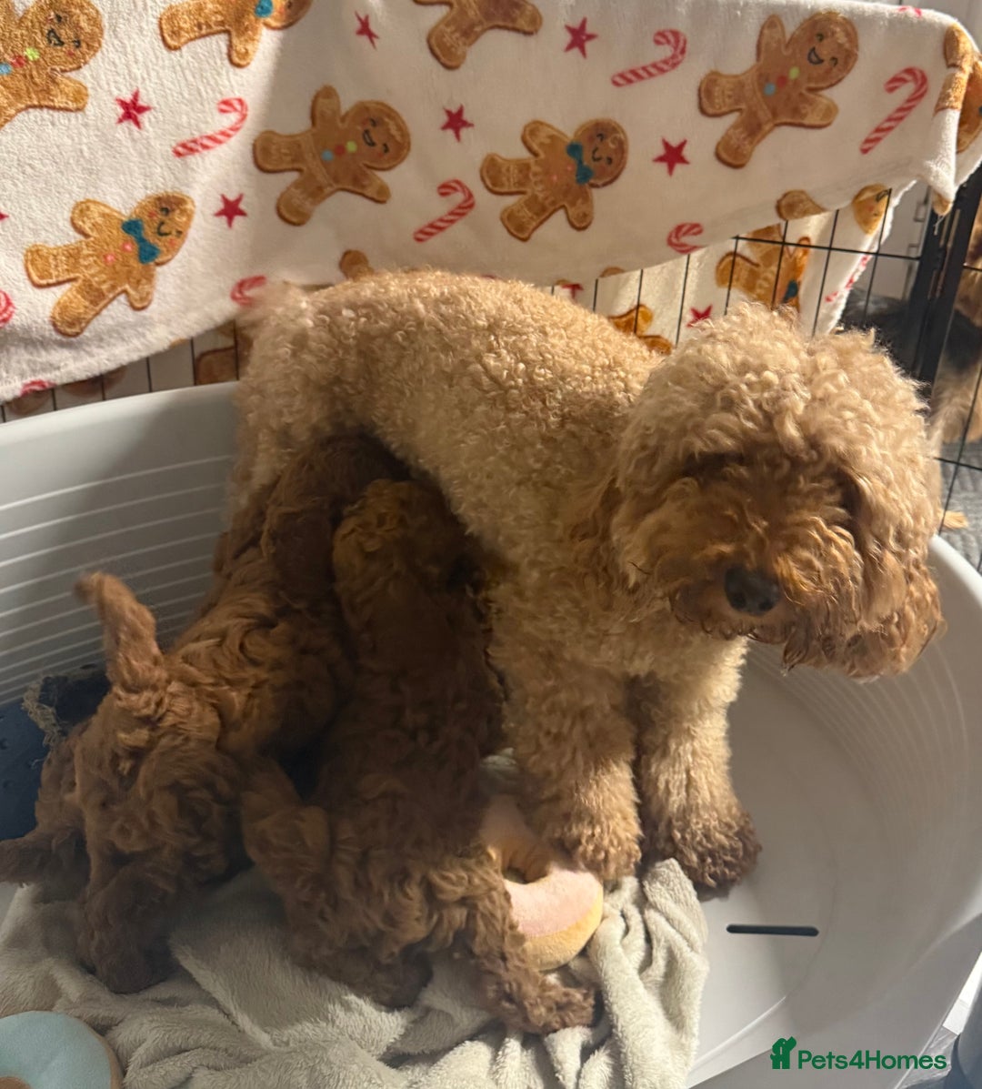 Miniature Poodle dogs for sale: Puppy  - Image 8