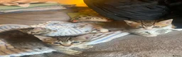 Mixed Breed cats for sale: Beautiful kittens  - Advert 19