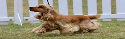 Cocker Spaniel dogs for stud: Gorgeous Golden KC Show Cocker for stud - Advert 6