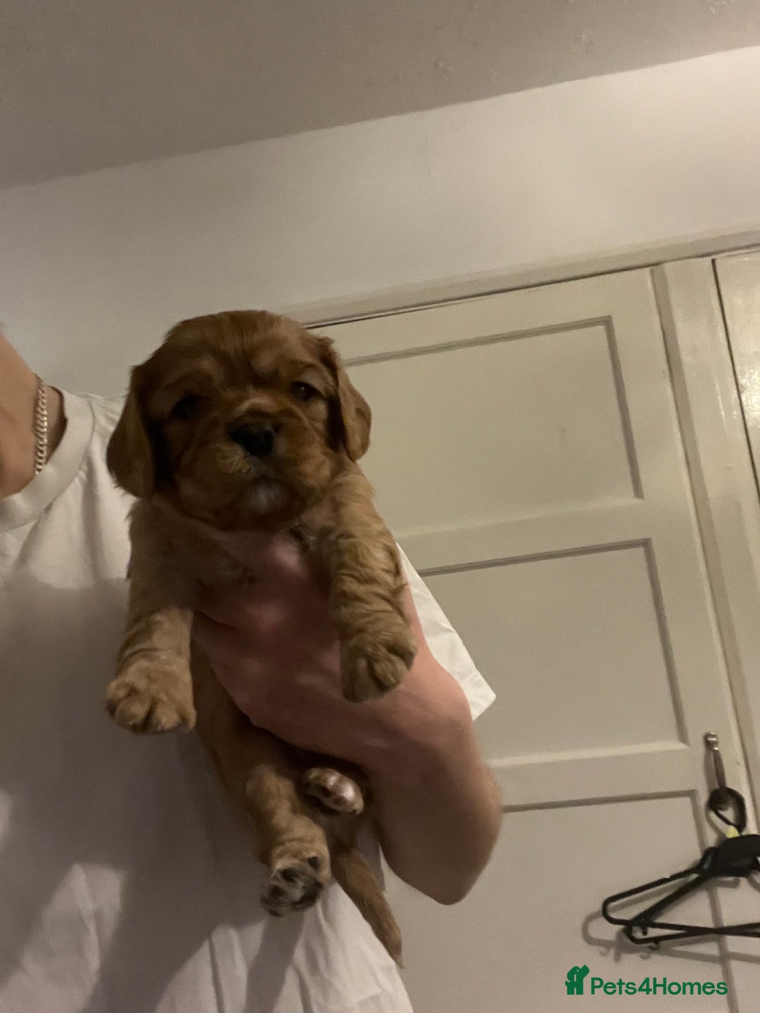 Cavalier King Charles Spaniel dogs for sale: 5 beautiful Cavalier King Charles puppies - Advert 14