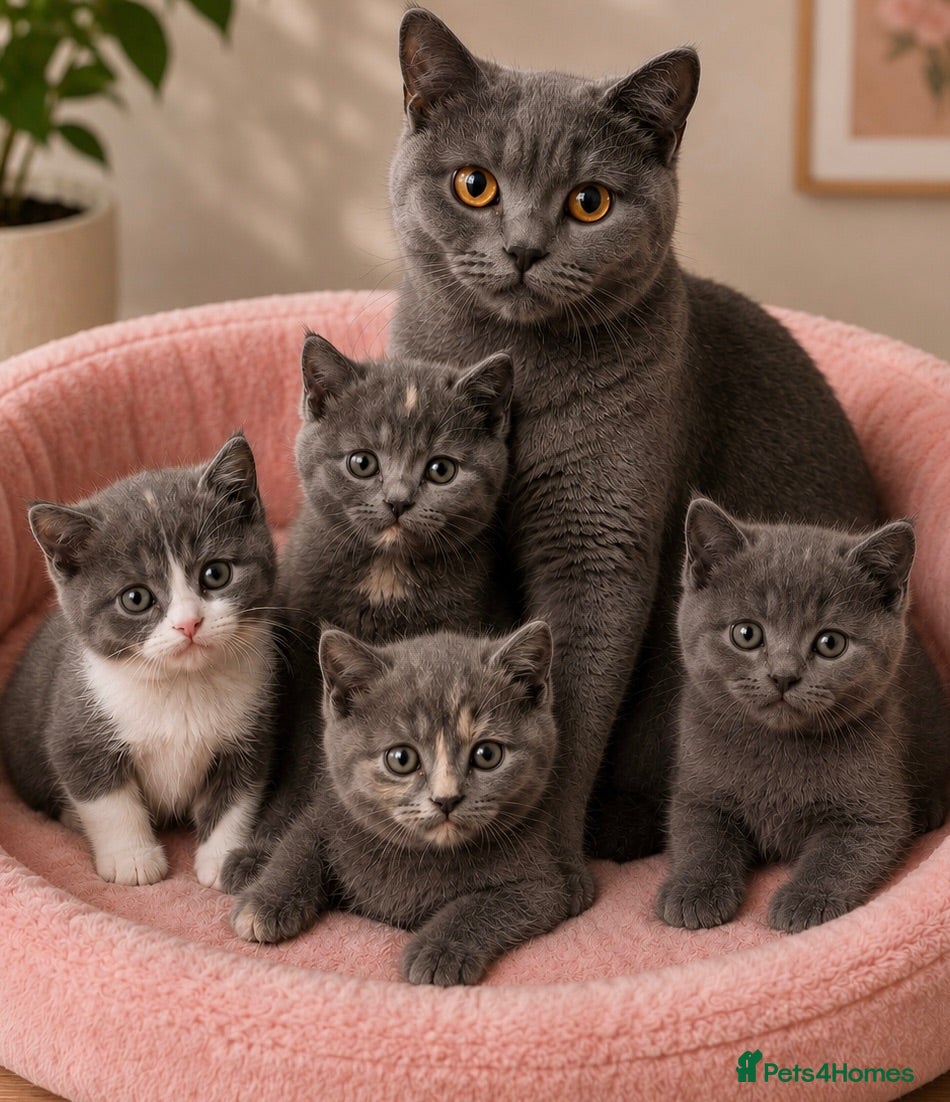 British Shorthair cats Beautiful kitten 💖 - Advert 2