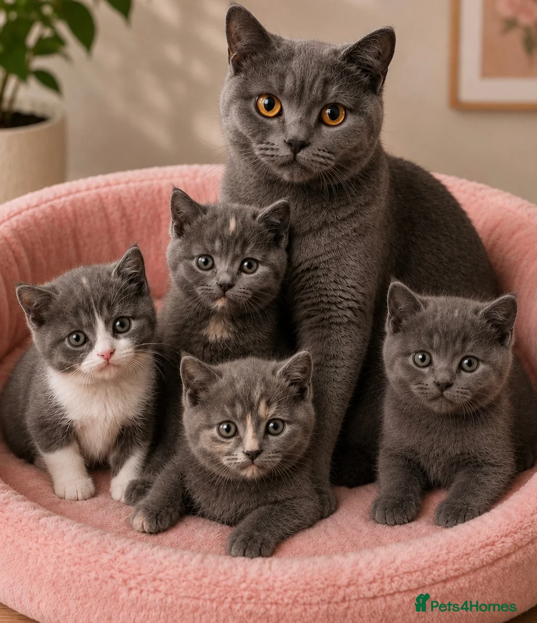 British Shorthair cats for sale: Beautiful kitten 💖 - Advert 2