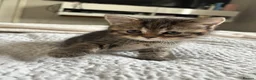 Mixed Breed cats for sale: 6 beautiful kittens  - Advert 17
