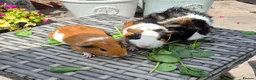 Guinea Pig rodents for sale: Beautiful Baby Sows Smooth and Funkyy Coats - Advert 5