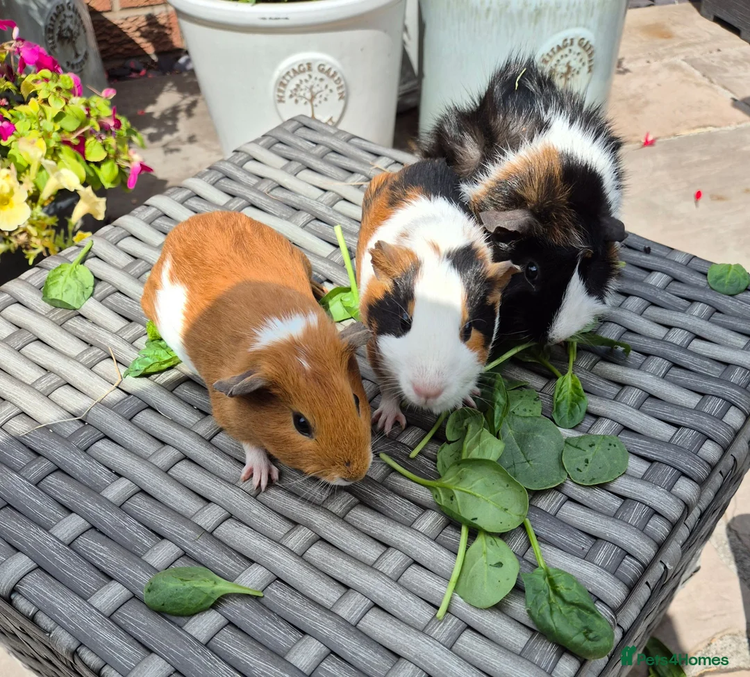 Guinea Pig rodents for sale: Beautiful Baby Sows Smooth and Funkyy Coats - Advert 5