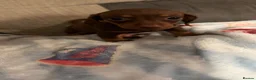 Miniature Dachshund dogs for sale: 8 beautiful miniature dachshunds - Advert 22