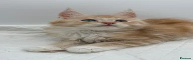 Maine Coon Kitten 1
